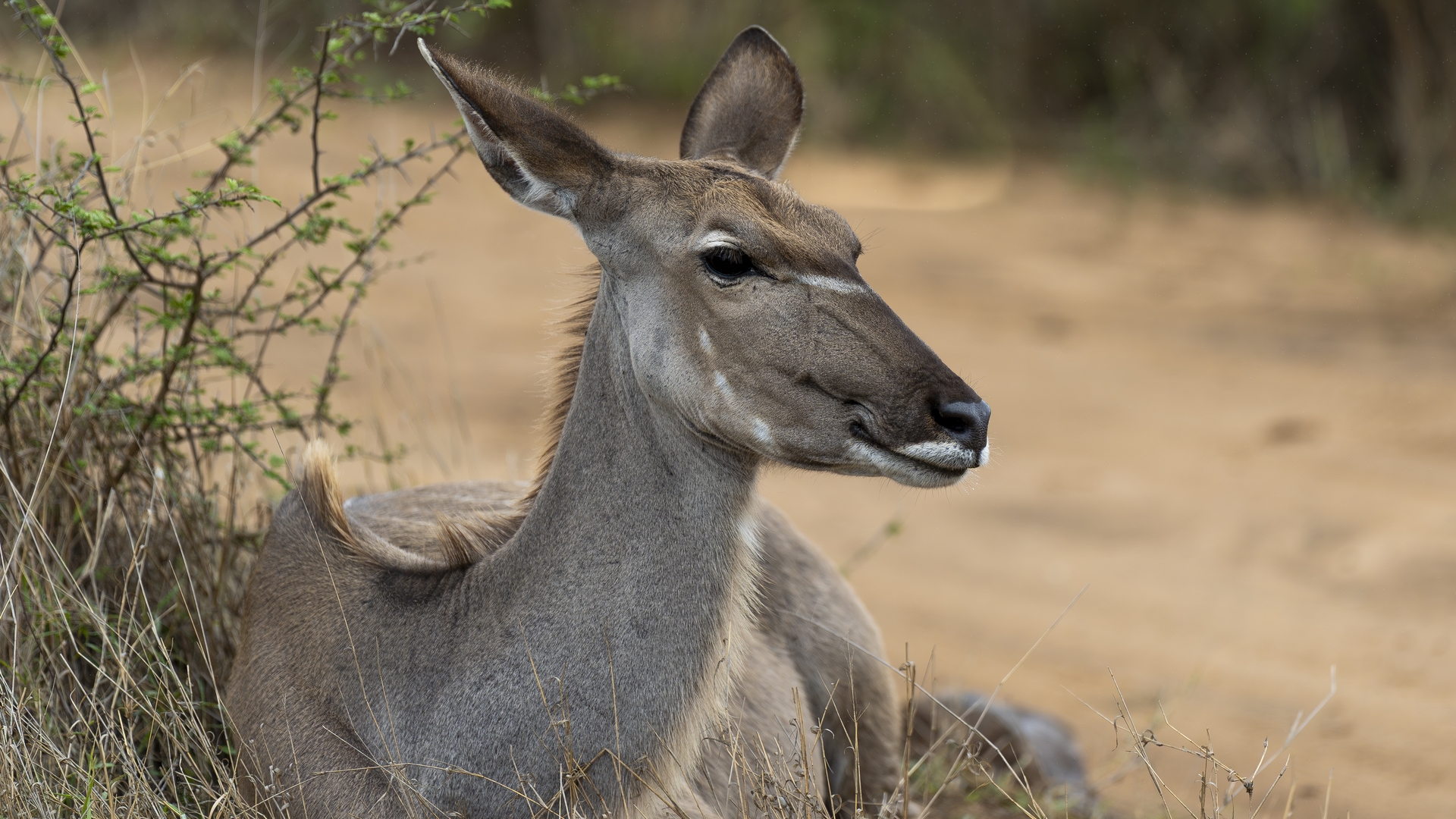 Kruger25 2025 10 31 10 10 33 ILCE 9M3 1677